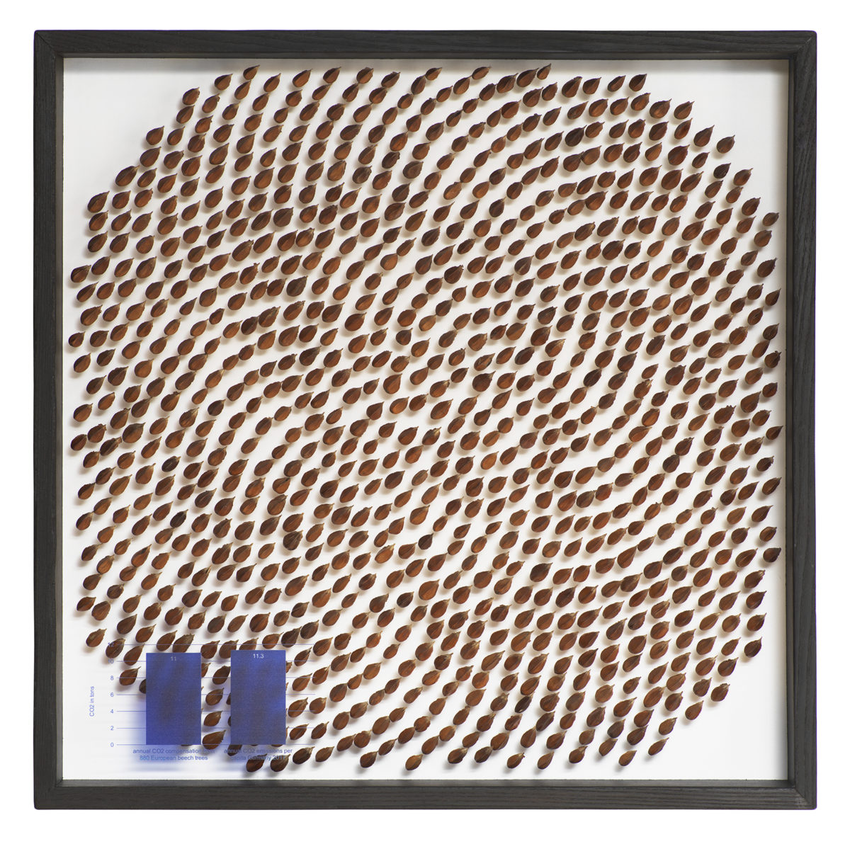 880-880-beech-tree-seed-collected-during-the-photographing-of-the-JM-archive-Andreas-Greiner-2019-Photo-by-Jens-Ziehe-courtesy-of-DittrichSchlechtriem-1200x1192 880-880-beech-tree-seed-collected-during-the-photographing-of-the-JM-archive-Andreas-Greiner-2019-Photo-by-Jens-Ziehe-courtesy-of-DittrichSchlechtriem-1200x1192